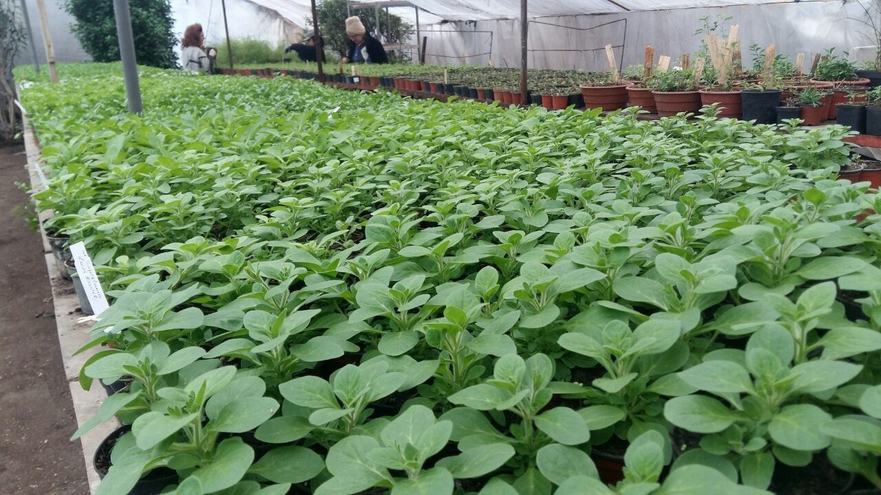 квіти пані Олени